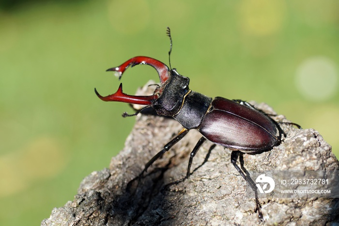 Hirschkäfer (Lucanus cervus)