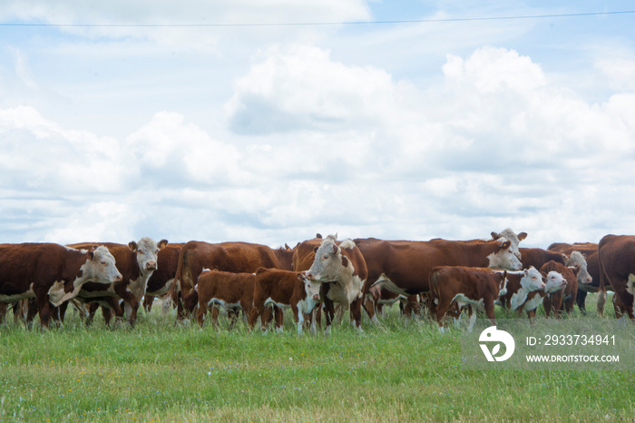 ganado hereford sobre pastura en el campo