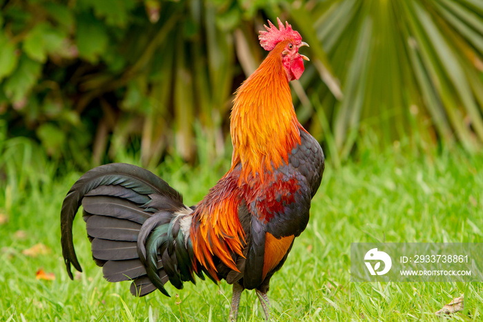 夏威夷考艾岛上一只公鸡在鸣叫。曾经驯服的鸡现在栖息在考艾岛的大部分地区。