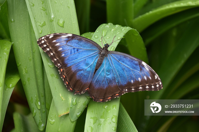 一只张开翅膀的Peleides蓝色形态蝴蝶的美丽特写，来自a的热带昆虫物种