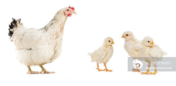 three chickens and hen isolated on white