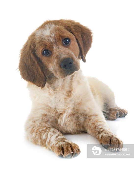 小狗brittany spaniel