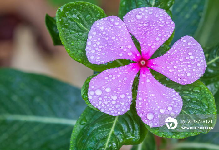 pervenche de Madagascar, catharanthus roseus, plante médicinale