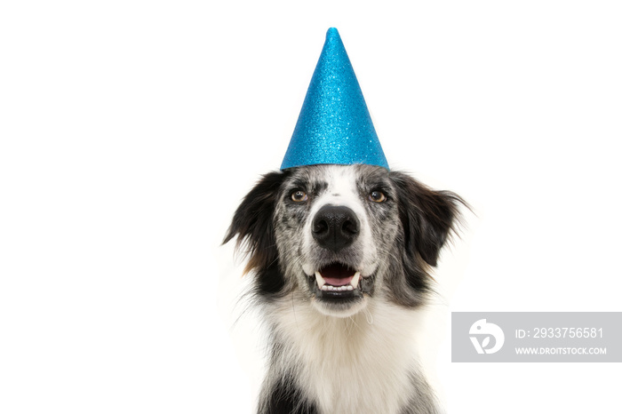 happy border collie dog wearing a blue party hat. New year, carnival or birthday concept. Isolated o