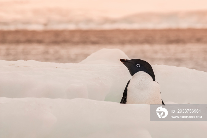 Adelie Penguin, juvenile on ice, Paulet island, Antarctica