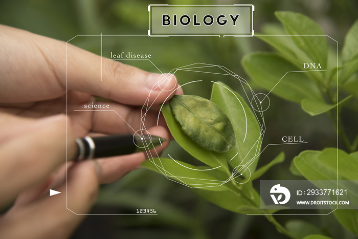 检测植物叶片病害的生物技术专业工程师。