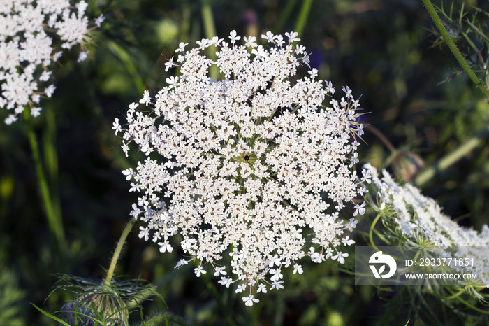 白花Ammi majus，俯视图