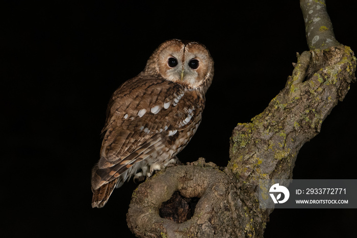 Tawny owl (Strix aluco) photographed at night