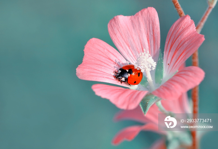 Beautiful ladybug on leaf defocused background