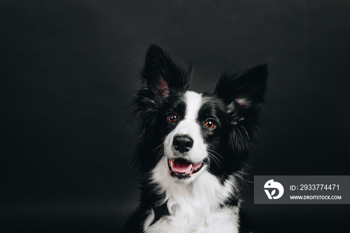 一只边境牧羊犬的工作室肖像。黑色背景上微笑快乐的狗。