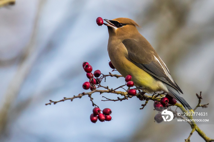 Cedar Waxwing Bird Plays With His Food on a Sunny Mid-Winter Day