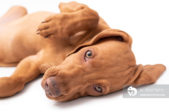 a red Hungarian vizsla dog isolated on white background