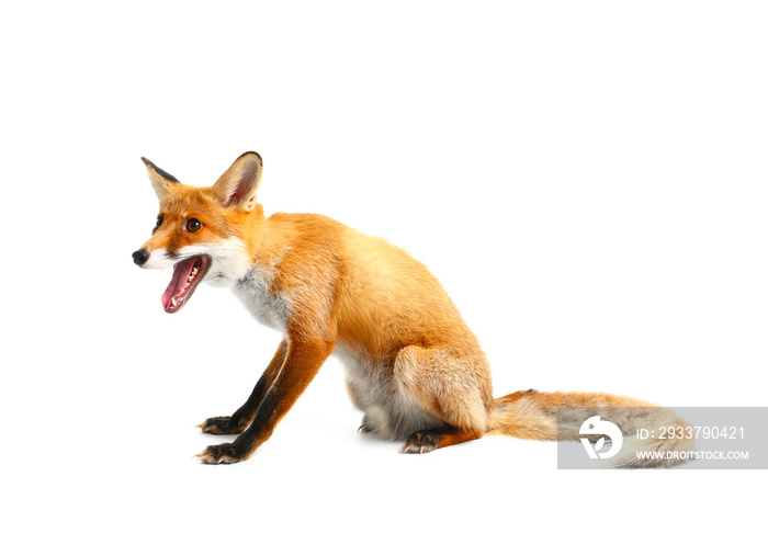 Cute funny fox on white background