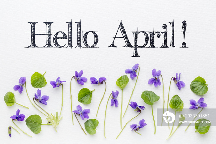 Hello April greetings with viola flowers