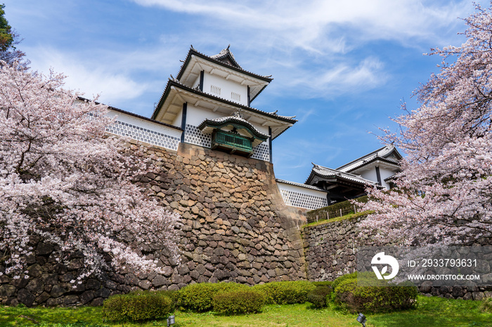 春の金沢　満開の桜と金沢城