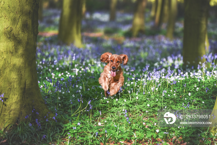 A cocker spaniel playing among bluebells in the woods