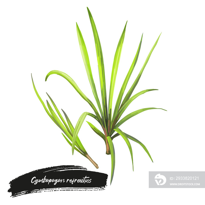 Cymbopogon refractus或铁丝网草，原产于澳大利亚的多年生草，数字艺术插图画家