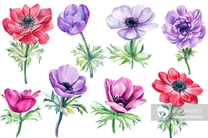 Beautiful anemones flowers on isolated white background, watercolor botanical painting