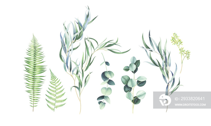 Set of eucalyptus and fern branches isolated on white. Watercolor illustration.