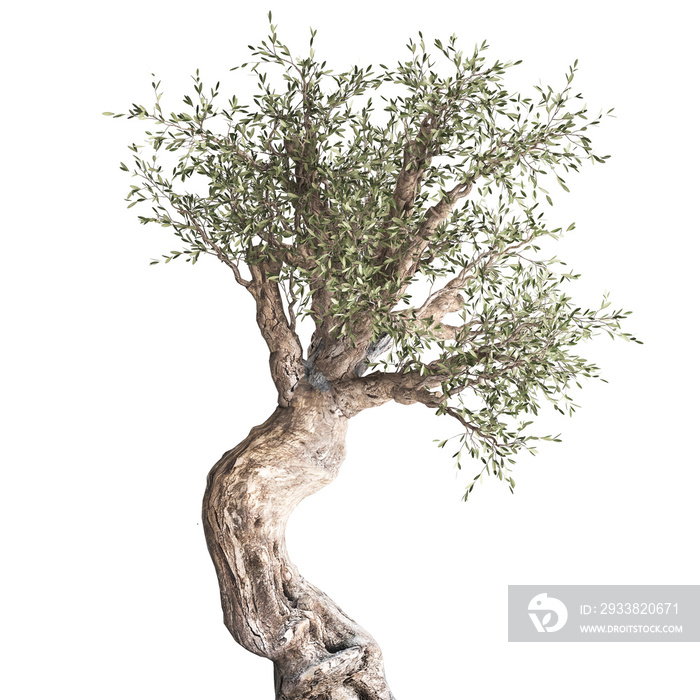 3D illustration of Olive tree in a rusty flowerpot isolated on white background