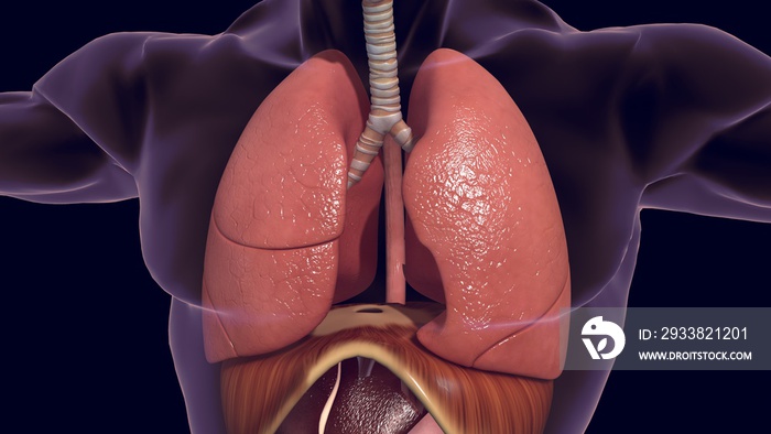人体器官、肺部和消化系统3D渲染图