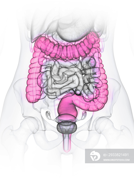 女性大肠的三维医学精确图示