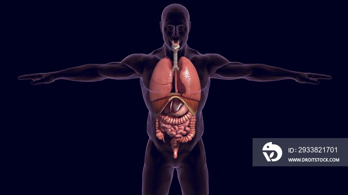 Human organs lungs and digestive system 3D render