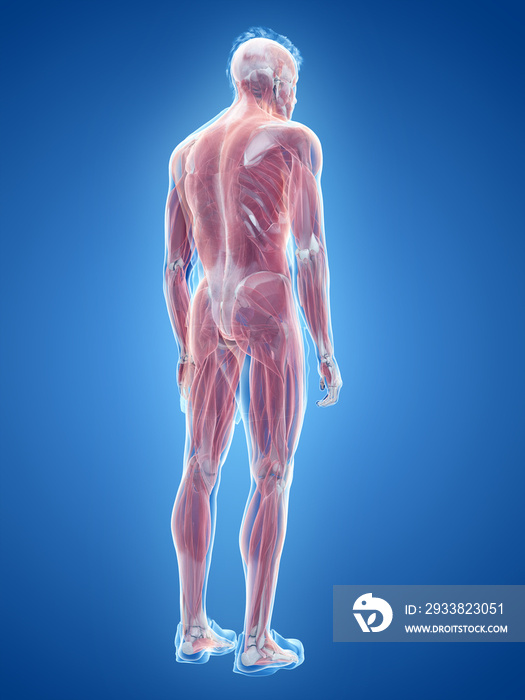 3d rendered medically accurate illustration of the male muscle system