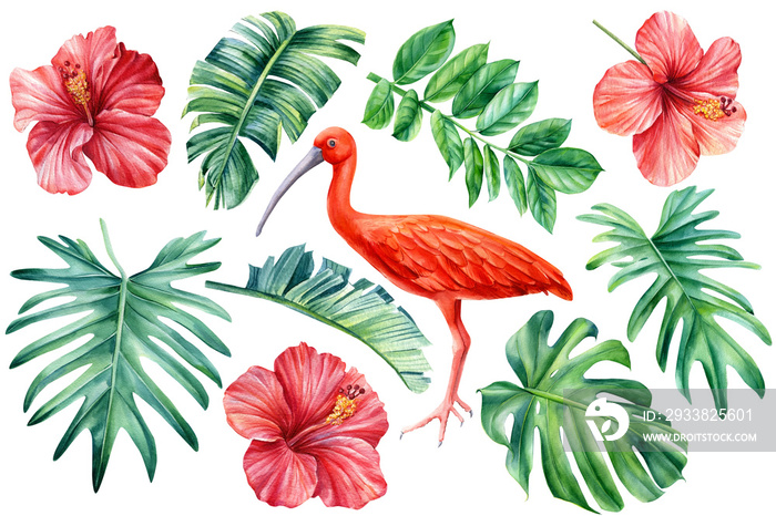 Tropical flowers, palm leaves and ibis birds on an isolated white background. Watercolor Floral desi