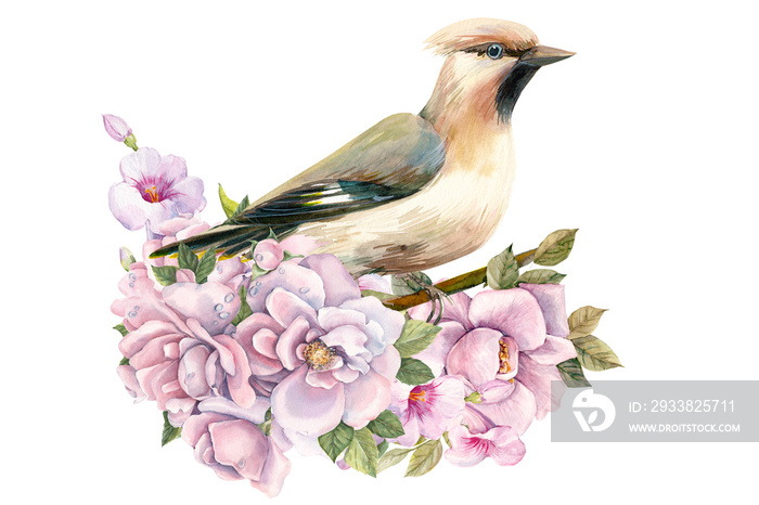 bird on branch with rose flowers on isolated white background, waxwing, watercolor illustration