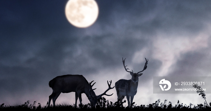 月云夜背景下鹿的侧影。