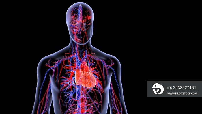 human circulatory system anatomy 3d illustration