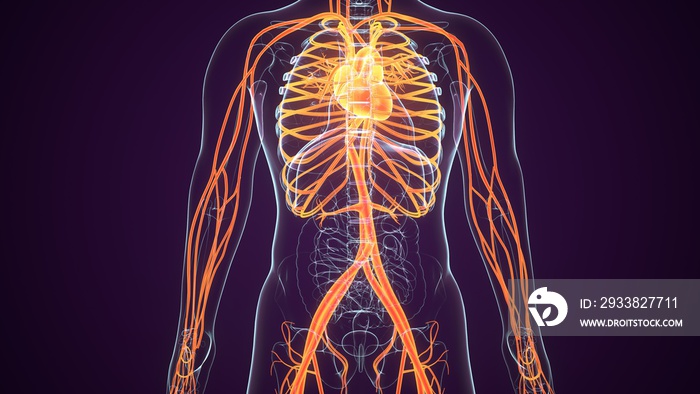 人体血管系统的三维医学精确图示