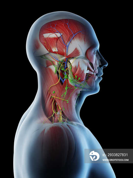 人类头部和颈部解剖结构的三维渲染图