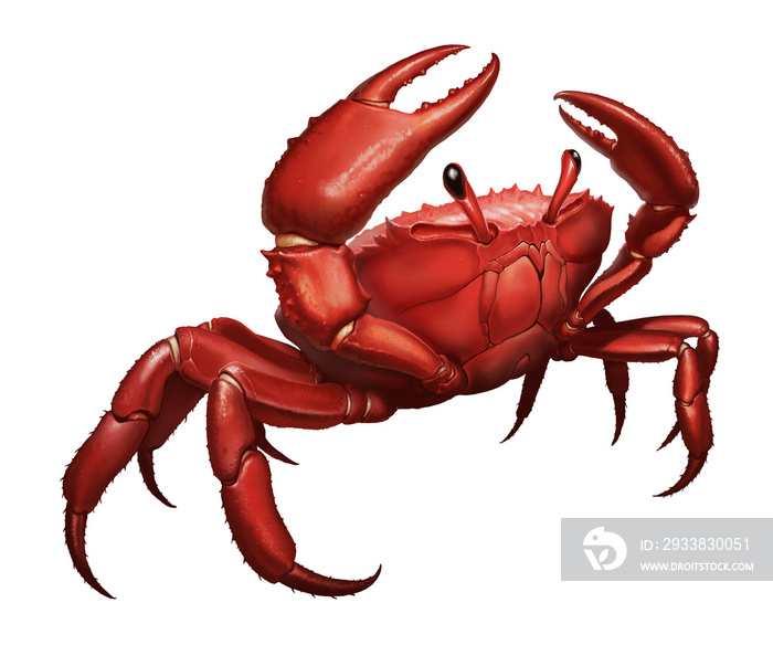 Сrab big red attacks aggressively by lifting its claws upward. Crab running along the beach realism 