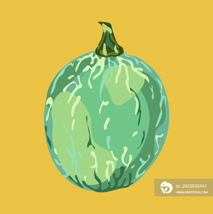 black seed squash vector illustration