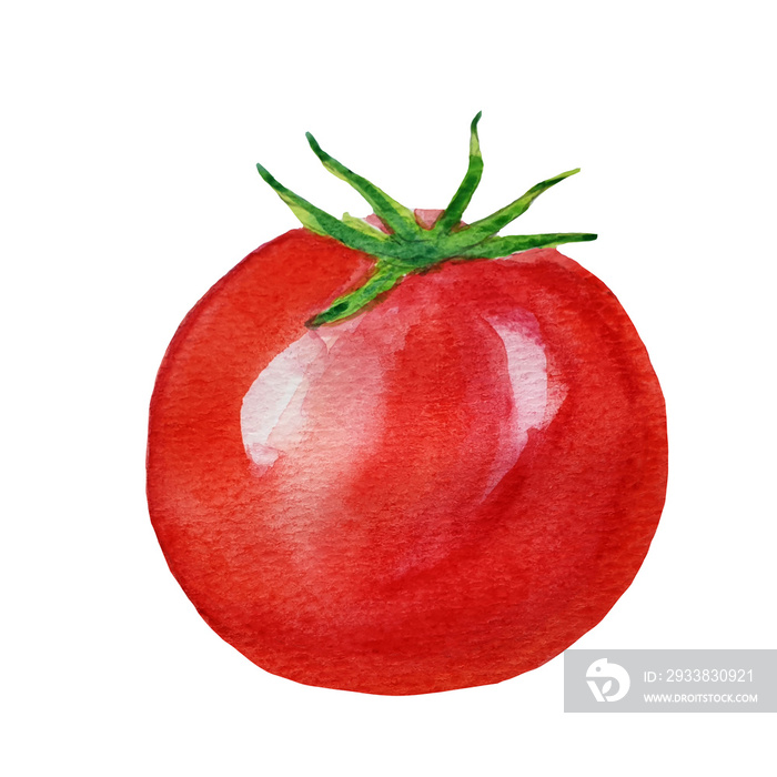水彩手绘红熟番茄