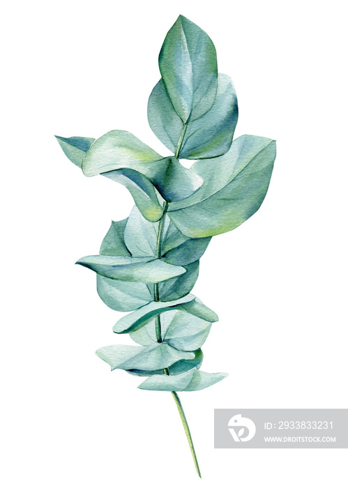 Eucalyptus branches, green leaves on isolated on white background. Watercolor illustration