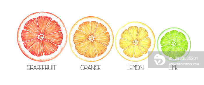 Slices of ripe citrus fruits isolated on white. Watercolor illustration.