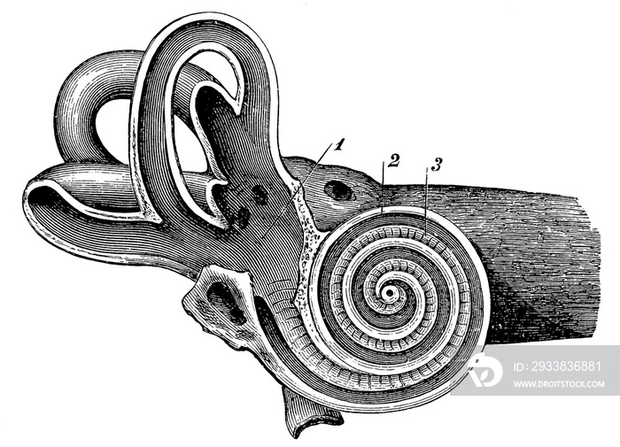 Vertical intersection of the bony labyrinth through the axis of the Cochlea. Illustration of the 19t