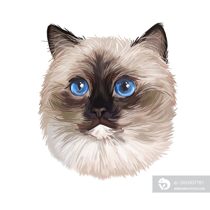 布娃娃猫品种，有彩色尖毛和蓝色眼睛。小猫的数字艺术插图