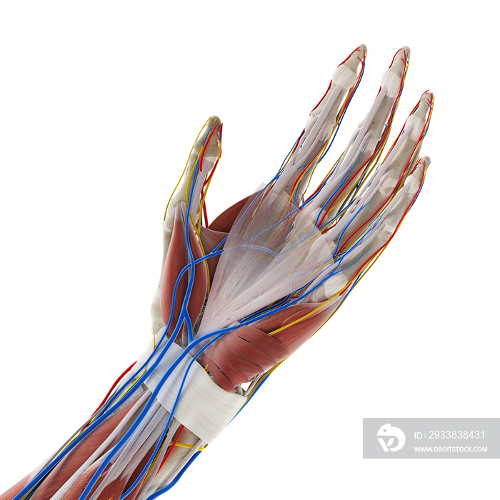 3d rendered medically accurate illustration of the anatomy of the hand