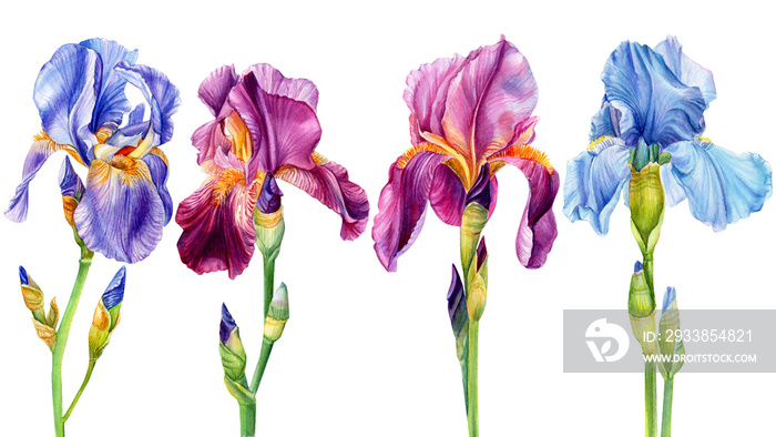 水彩花，白底鸢尾，美丽的植物，花卉设计，植物插图画家