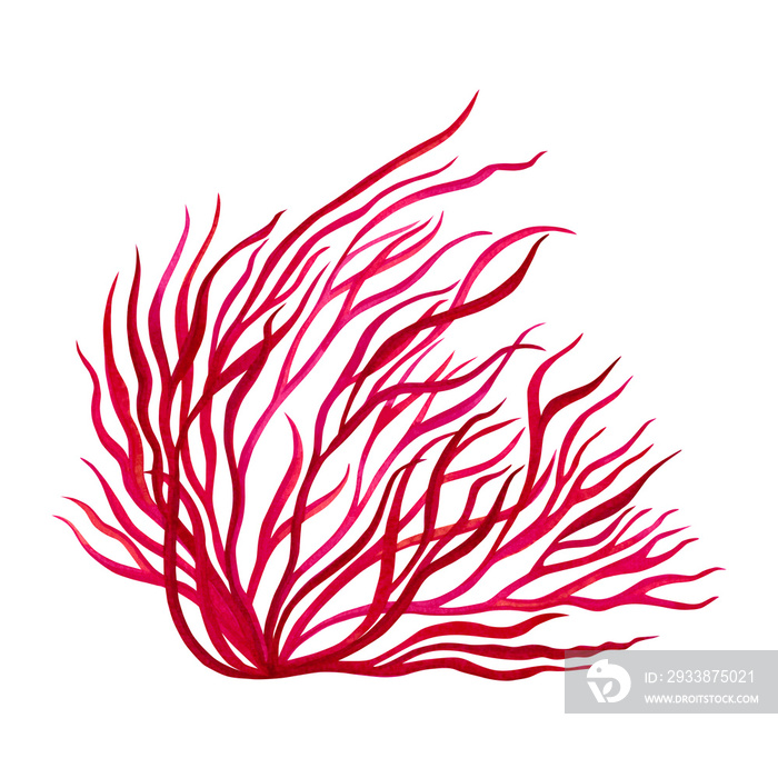 Red Seaweed, kelp painting in the ocean, watercolor hand painted element isolated on white backgroun