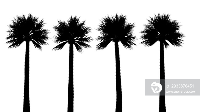 Palm Tree Silhouette