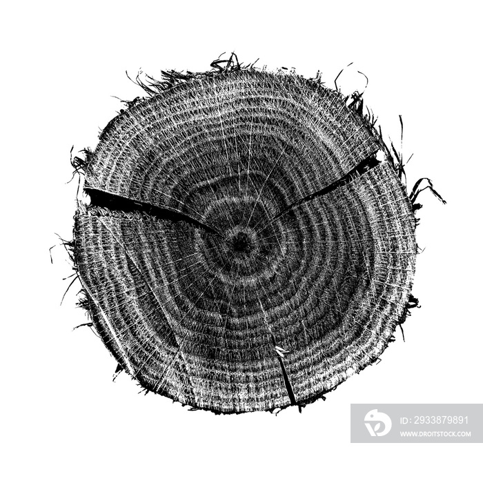 橡树横截面图，白色背景上的样品。表面和d上的年轮