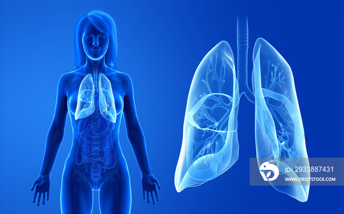 3d rendered medically accurate illustration of the female lung