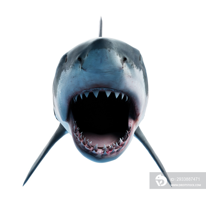 3d rendered illustration of a great white shark