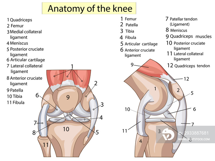 解剖结构膝关节光栅集文本