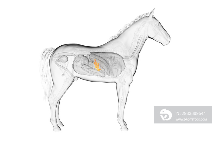 3d rendered medically accurate illustration of a horses pancreas